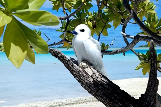 BLUE LAGOON | Eco-tour | Snorkeling Avatoru | Secret Green Lagoon - Eco-tour on the main island: what you actually learn on the lagoon