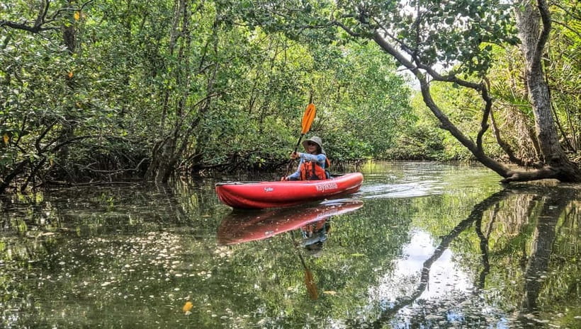 Bohol: SUSTAINABLE Mangrove Tunnels & Firefly Kayaking trail - Bohol’s Abatan River mangroves: what you’re really kayaking through