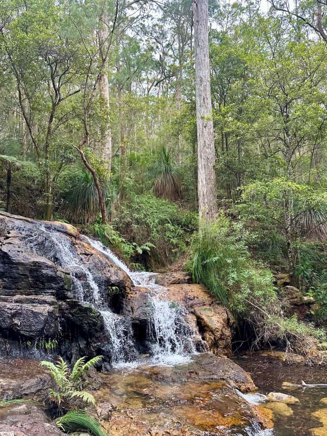 Byron Bay: Rainforest Waterfalls Guided Eco Tour - Who should book this Byron Bay rainforest waterfalls eco tour