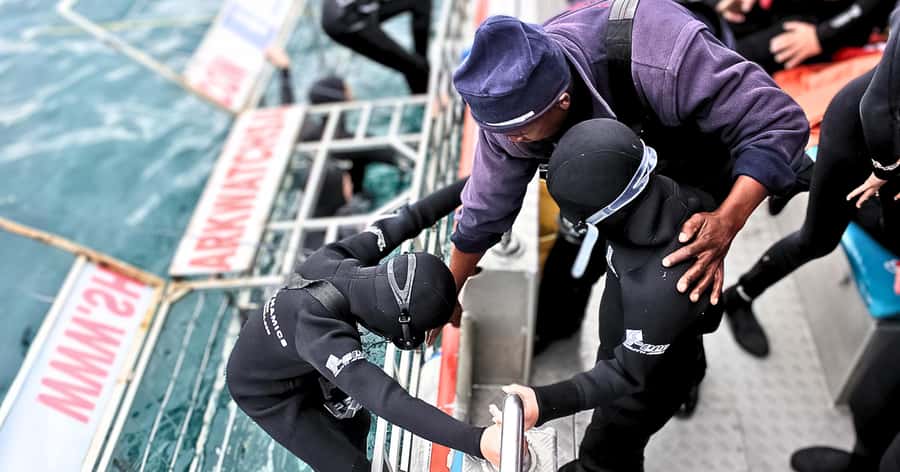 Cape Town: Gansbaai Eco-Friendly Shark Cage Diving Cruise - Key points to know before you go
