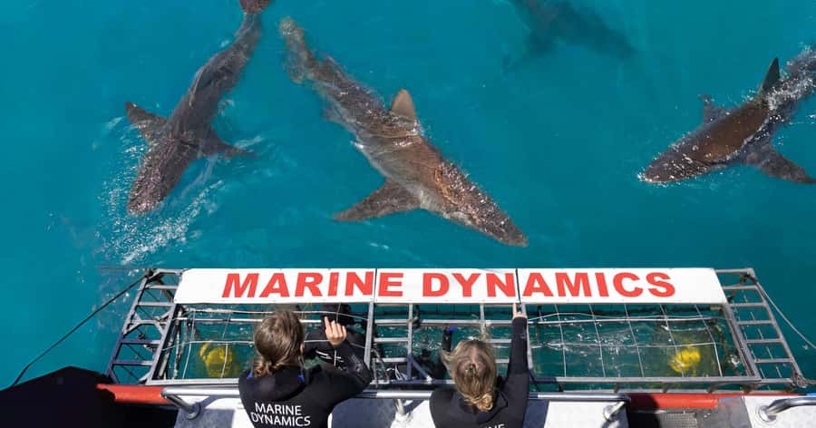 Cape Town: Gansbaai Eco-Friendly Shark Cage Diving Cruise - Cape Town to Kleinbaai: the ride that sets the tone