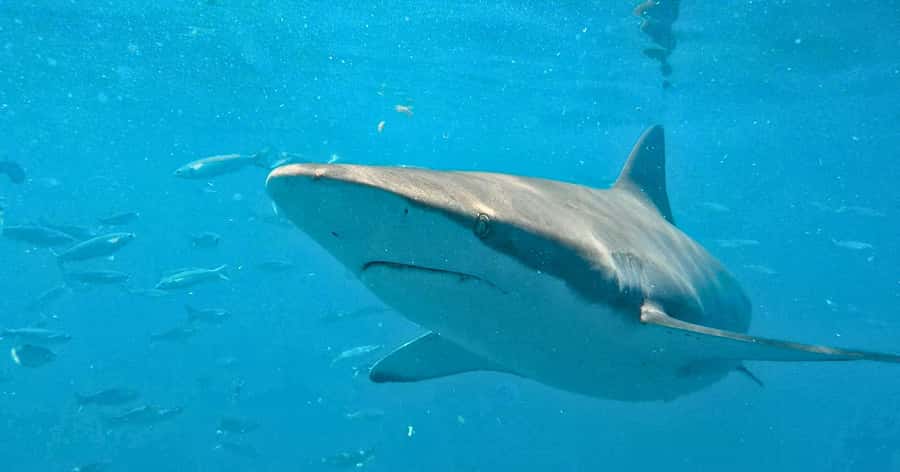 Cape Town: Gansbaai Eco-Friendly Shark Cage Diving Cruise - Slashfin and the cruise to Joubertsdam