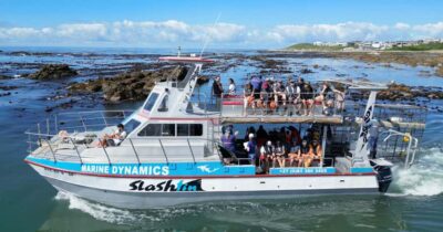 Cape Town: Gansbaai Eco-Friendly Shark Cage Diving Cruise - The Great White House briefing: safety and science that actually helps