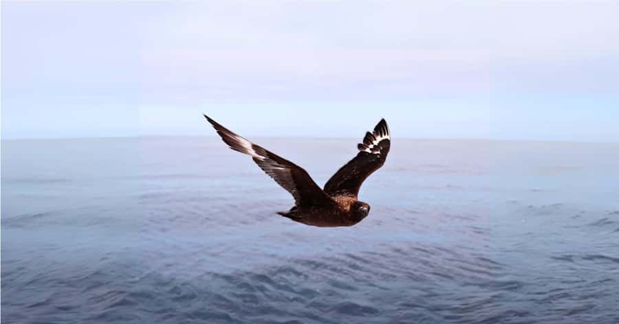 Cape Town: Gansbaai Eco-Friendly Shark Cage Diving Cruise - Cage diving in Shark Alley country: what the experience feels like