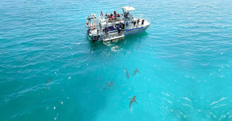 Cape Town: Gansbaai Eco-Friendly Shark Cage Diving Cruise - Warm food after the sea: the unglamorous part you’ll appreciate