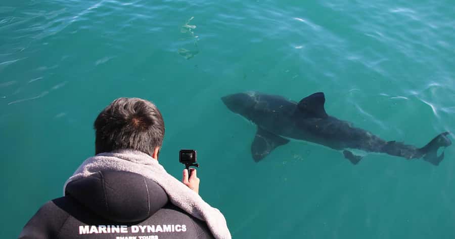 Cape Town: Gansbaai Eco-Friendly Shark Cage Diving Cruise - African Penguin & Seabird Sanctuary (APSS): conservation you can walk through