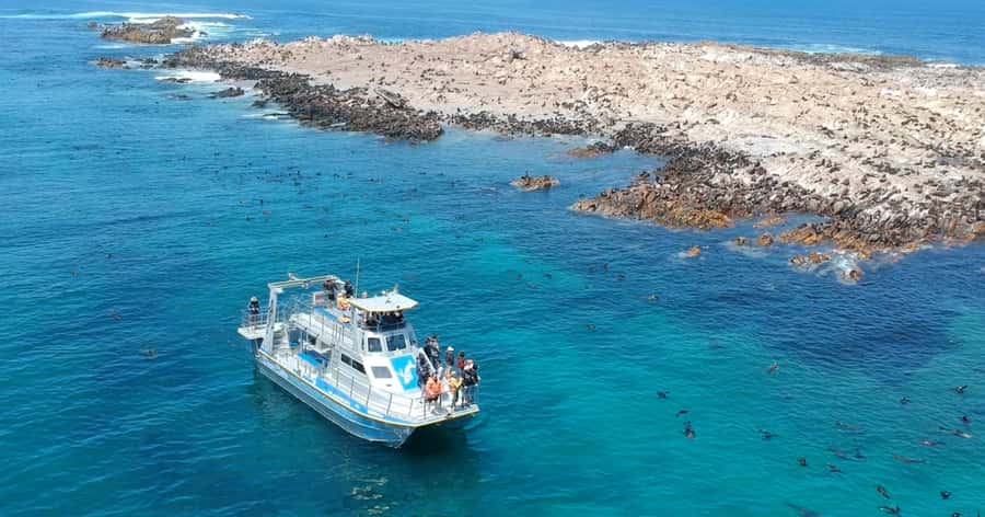 Cape Town: Gansbaai Eco-Friendly Shark Cage Diving Cruise - Who this tour suits best (and who should think twice)