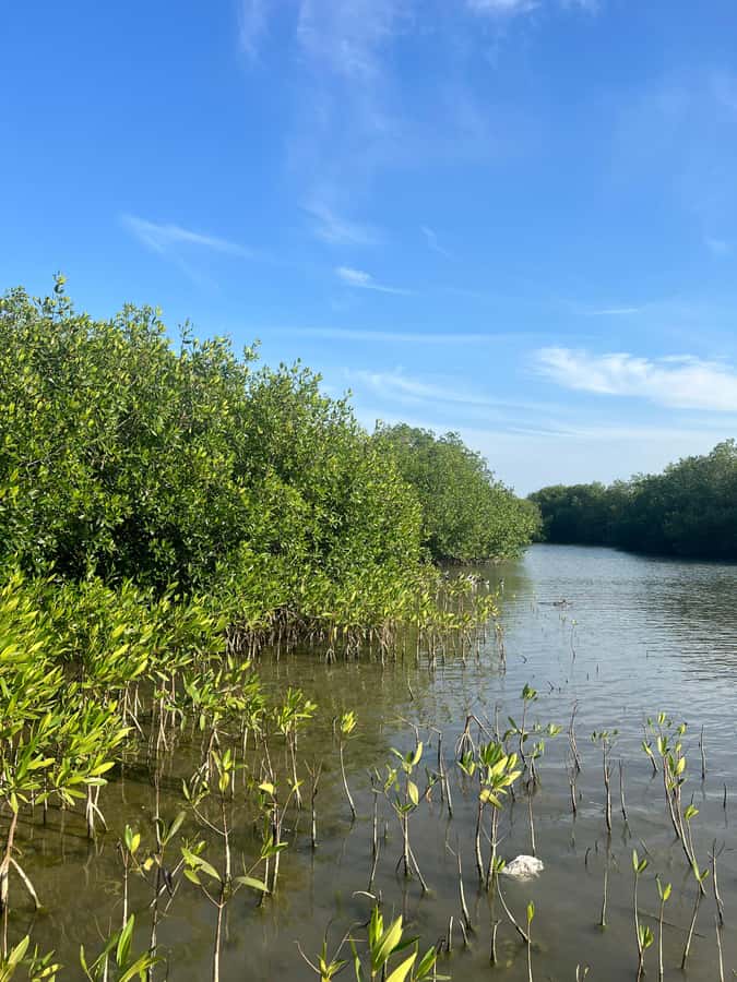 Cartagena: Mangrove Eco Tour & Fishing with Transportation - Traditional fishing techniques: how nets and traps become sustainable lessons