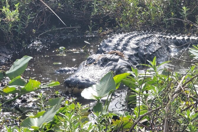 Central Florida's Airboat Rides - Check-in at 3702 Big Bass Rd: what happens before you board