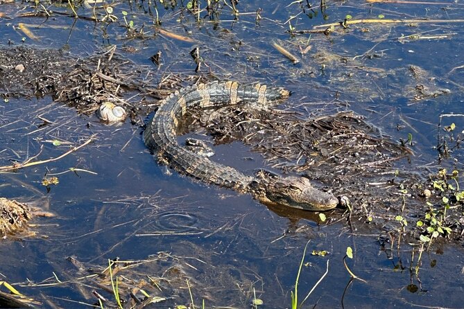 Central Florida's Airboat Rides - Who should book this airboat ride (and who might prefer something else)