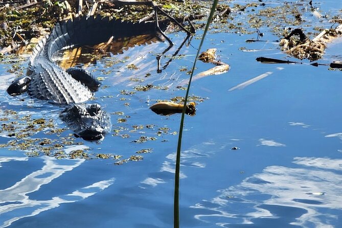 Central Florida's Airboat Rides - On the water: bulrush routes, swamp views, and wildlife odds