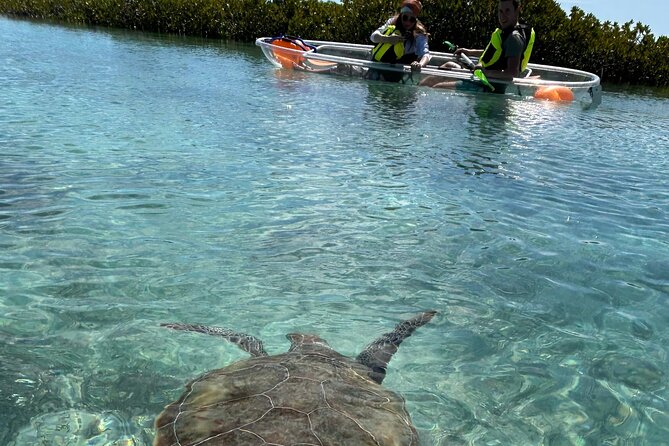 Clear Kayak Eco Tour Explore Mangroves and Meet the Turtles - Clear Kayak Eco Tour: What Makes This Mangrove Adventure Special