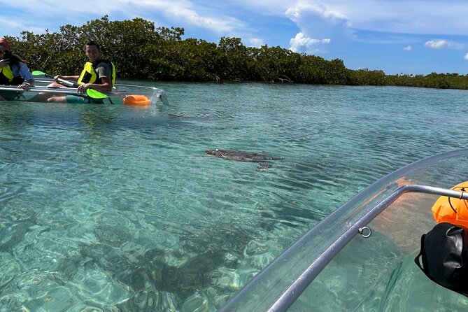 Clear Kayak Eco Tour Explore Mangroves and Meet the Turtles - Key Highlights You’ll Care About