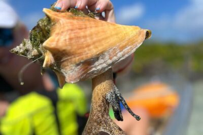 Clear Kayak Eco Tour Explore Mangroves and Meet the Turtles - Entering the Mangroves with Clear-Water Kayaks