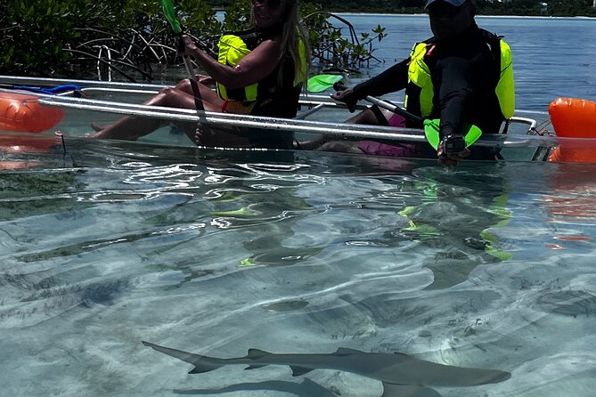 Clear Kayak Eco Tour Explore Mangroves and Meet the Turtles - Price and Value: Is $112 Worth It?