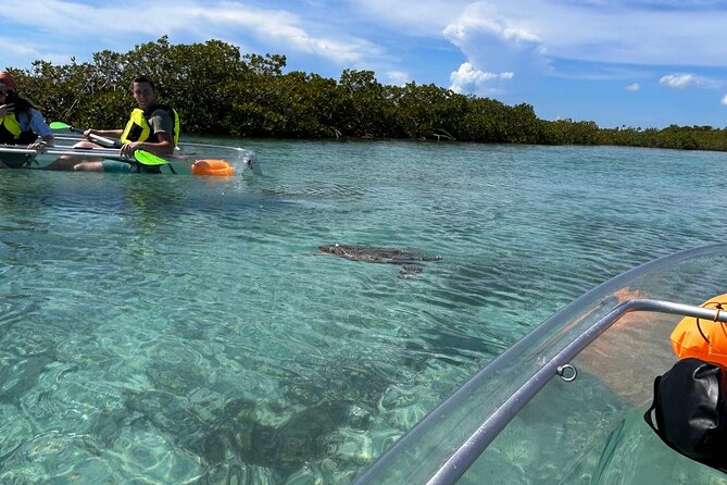 Clear Kayak Eco Tour Explore Mangroves and Meet the Turtles - Safety Gear, Kayak Condition, and What I’d Check First
