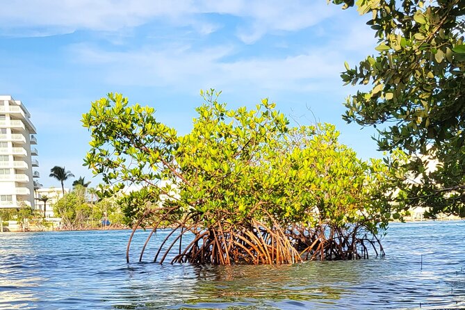 Clear Kayak Eco Tour in Jupiter, Florida - Meet Mike and Sandy: what the small-group vibe does for you