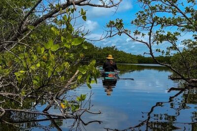 Clear Kayak Ecotour at Robinson Preserve in Bradenton, Florida - Wildlife Spotting: What You Can Hope for (and What You Can’t Control)