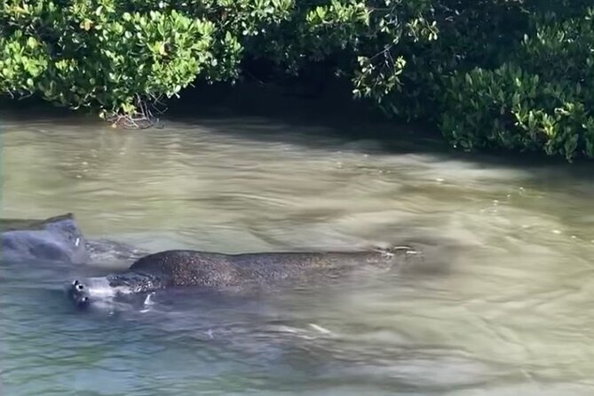Clear Kayak Guided Eco Tour in North Naples - Gear and safety: what’s included, what you must bring, and key limits