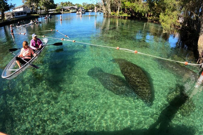 Clear Kayak Manatee Ecotour of Crystal River - Quick hits before you go