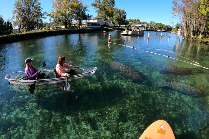 Clear Kayak Manatee Ecotour of Crystal River - Wildlife spotting: manatees, and why the guide’s eye matters