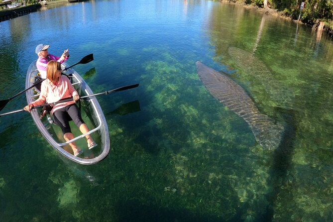 Clear Kayak Manatee Ecotour of Crystal River - The realistic side: visibility, crowds, and your manatee odds