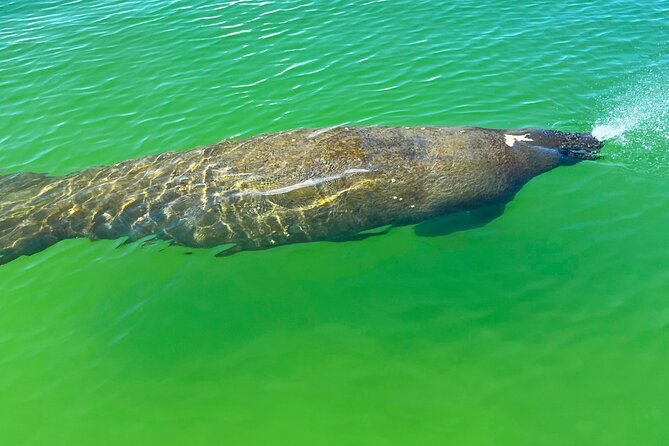 Clear/Standard Kayak Self Guided Island EcoTour Bonita Springs! - Start-Up Done Right: Check-In, Map, and How They Set You Up