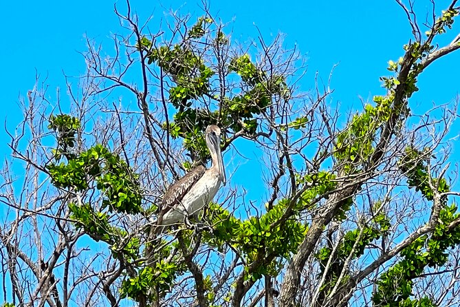 Clear/Standard Kayak Self Guided Island EcoTour Bonita Springs! - Mangrove Tunnels and Estero Bay: The Scenic Payoff