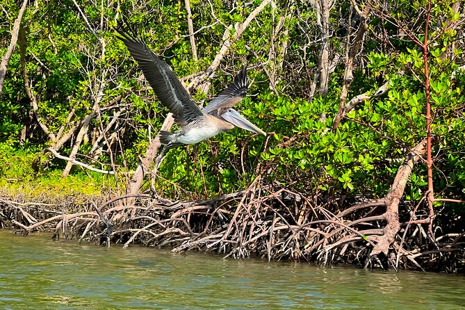 Clear/Standard Kayak Self Guided Island EcoTour Bonita Springs! - Clear vs Standard Kayaks: Choosing the Right Feel for Your Day