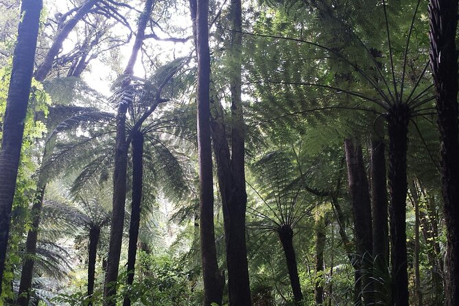 Coast and Rainforest Eco-Tour from Auckland with Picnic Lunch - Piha Beach: Black Sand, Ocean Noise, and a Picnic That Makes It Worth the Walking