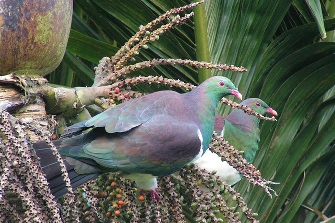 Coast and Rainforest Eco-Tour from Auckland with Picnic Lunch - How Hard Is This Tour? Fitness, Footwear, and Weather Reality