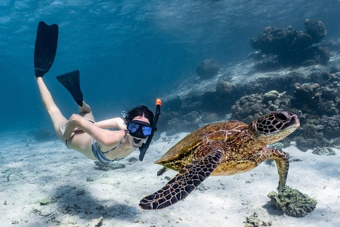 Coral Bay 3-Hour Turtle Ecotour - Key Highlights You’ll Care About