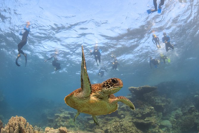 Coral Bay 3-Hour Turtle Ecotour - Entering The Coral Bay Marine World From Peoples Shopping Village
