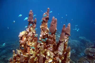 Coral Bay 3-Hour Turtle Ecotour - Two Snorkel Sites: Why This Tour Uses Stops Instead of One Big Chance