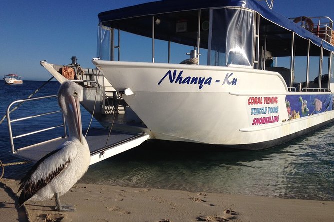 Coral Bay 3-Hour Turtle Ecotour - Coral and Fish Feeding: What Actually Makes the Stops Worth It