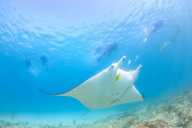 Coral Bay 3-Hour Turtle Ecotour - Snorkeling Comfort: Wetsuits, Water Time, and Boat Access