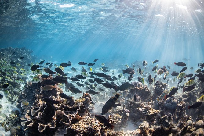 Coral Bay 3-Hour Turtle Ecotour - Price and Value: What $466 Really Covers