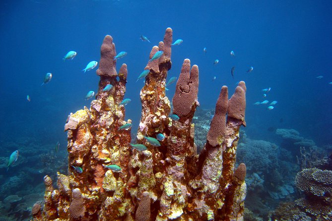 Coral Bay 3-Hour Turtle Ecotour - Two Snorkel Sites: Why This Tour Uses Stops Instead of One Big Chance