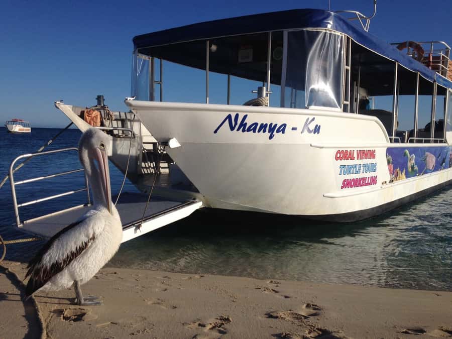 Coral Bay: Ningaloo Reef 3-Hour Turtle Ecotour - Quick highlights from the Ningaloo Turtle Ecotour