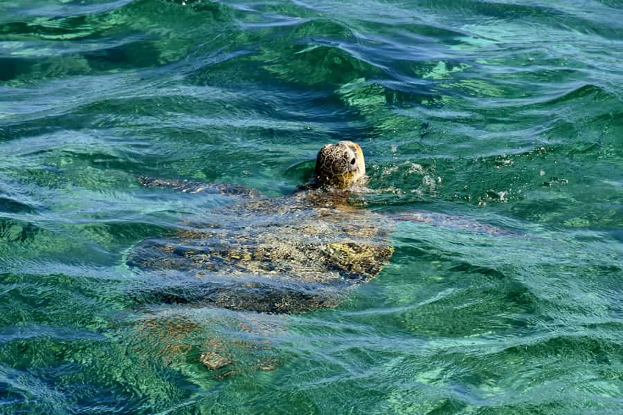 Coral Bay: Ningaloo Reef 3-Hour Turtle Ecotour - Getting to the reef fast: Coral Bay boat time and what boarding is like