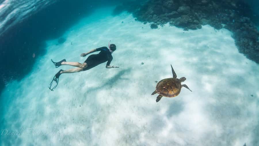 Coral Bay: Ningaloo Reef 3-Hour Turtle Ecotour - Glass-bottom boat viewing: seeing turtles in their natural routine