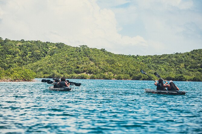 Crystal Kayak & Snorkel Eco Tour (with transfer) - Wildlife encounters: what you’re likely to see and how guides help