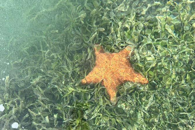 Crystal Kayak & Snorkel Eco Tour (with transfer) - Who this Antigua tour fits best (and who should pass)