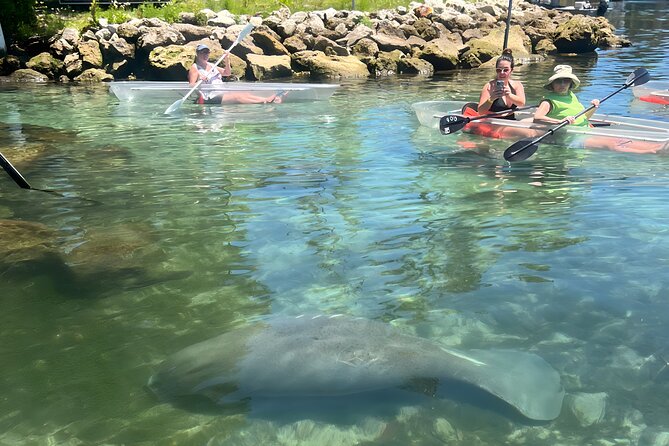 Crystal River: Three Sisters Manatee Clear Kayak Tour Free Photos - Stop 1: Crystal River and the Wildlife Scanning Game