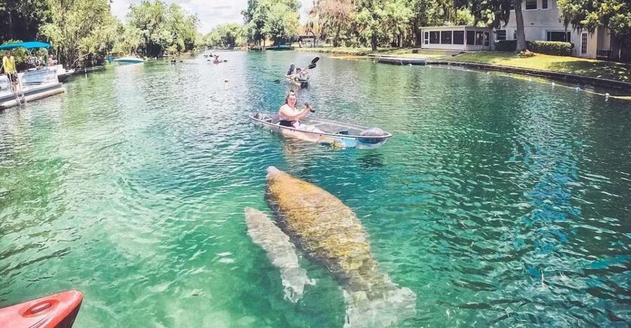 Crystal River: Three Sisters Springs Eco Tour by Clear Kayak - What Happens on the Water: Wildlife Stops That Feel Like a Guided Nature Walk