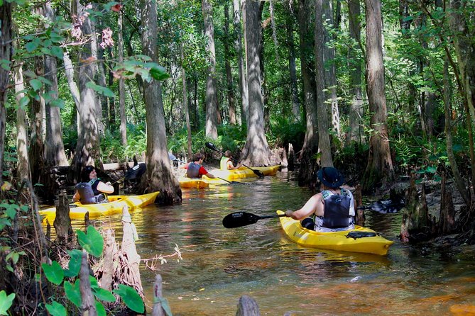 Cypress Forest: Guided Nature Kayak Eco-Tour - Key highlights at a glance
