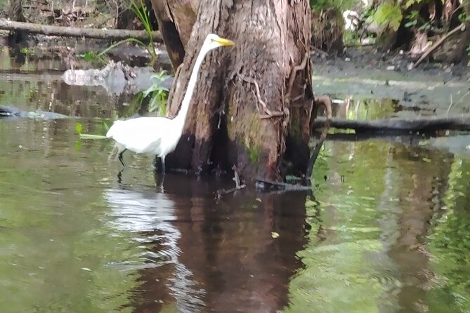 Cypress Forest: Guided Nature Kayak Eco-Tour - What’s included in the price (and what you still need)