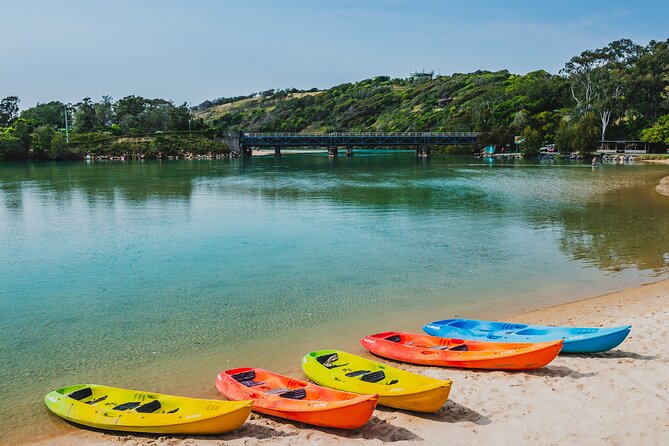 Daytime Kayak Eco Tour of New South Wales - Wildlife spotting: stingrays, birds, and why the guide matters