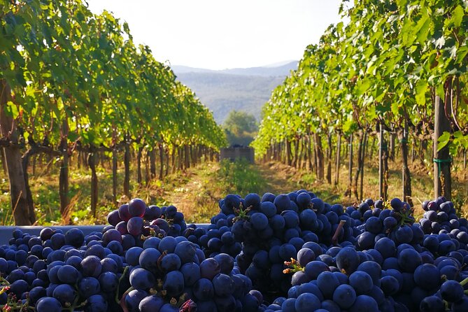 Discover Sustainable Wines in a Guided Tour and Tasting - Price and value: what $40.64 buys you and what you should compare