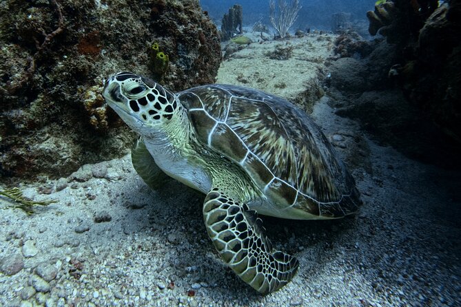 DiveCarib - An Eco-Friendly Certified Diver Trip in Antigua - Key Points That Matter
